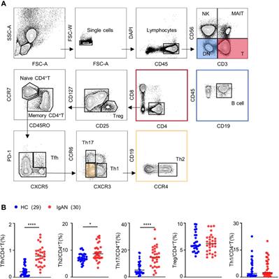 Increased proportion of follicular helper T cells is associated with B cell activation and disease severity in IgA nephropathy